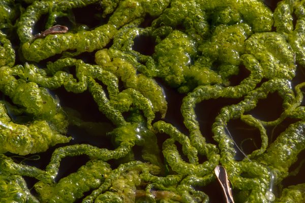 Ulva intestinalis, tubular abstraction thumbnail