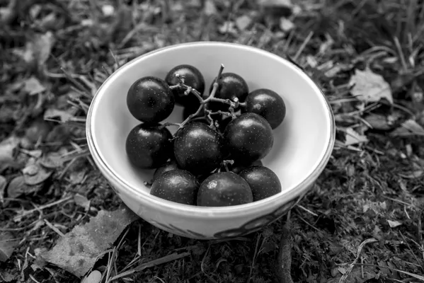 Muscadines thumbnail