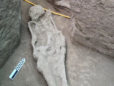 Human burials exposed and recovered during the archaeological excavations at the forest island of La Chacra during excavations.