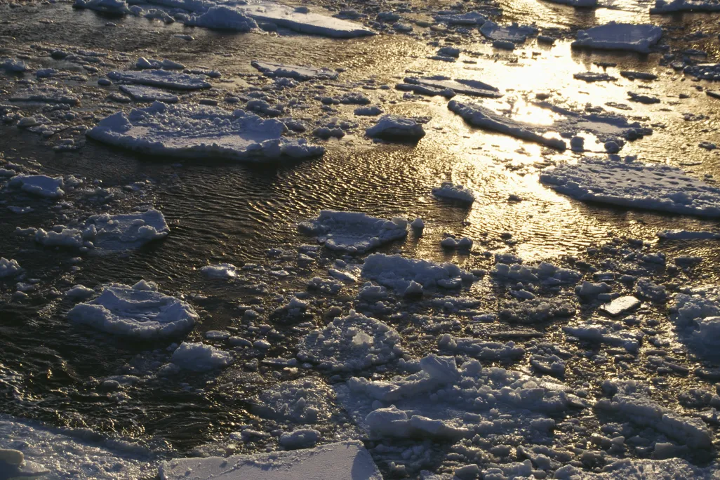 Chunks of ice float in water with a sunset reflecting off the water