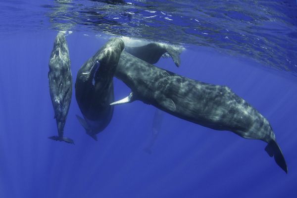 Sperm whales socialising thumbnail