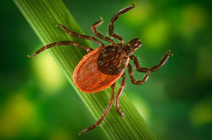 A close-up image of a female blacklegged tick. It's abdomen is red and black, and it has eight spider-like legs. It stands on a plant stem.