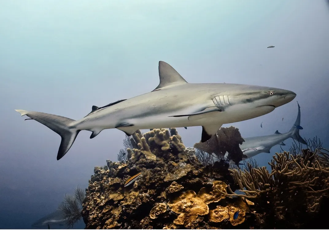 A reef shark swims