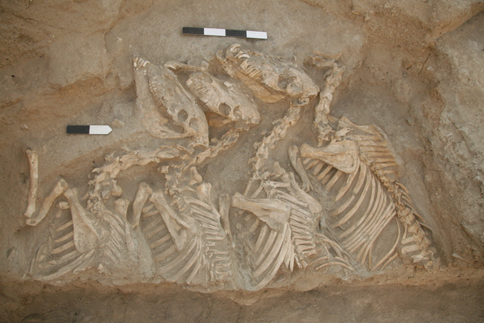 An image of skeletal remains of equid from an ancient burial site in Umm el-Marra, Syria