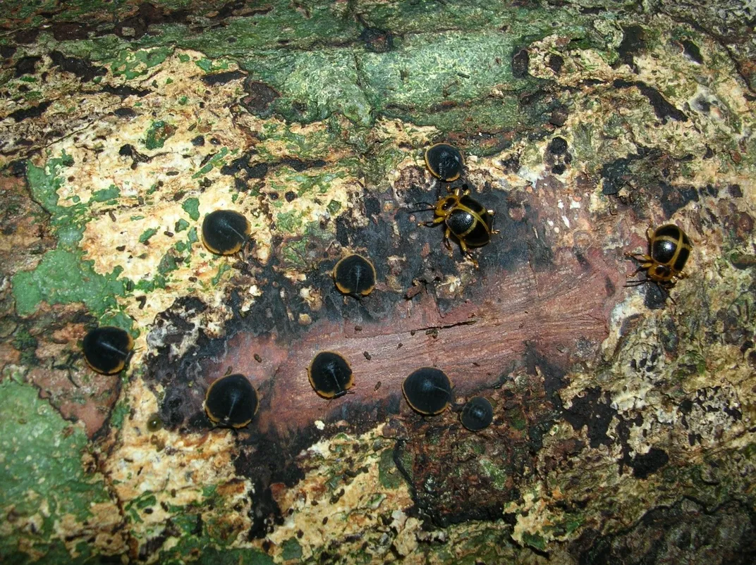 Black beetles on a fallen tree covered in fungus