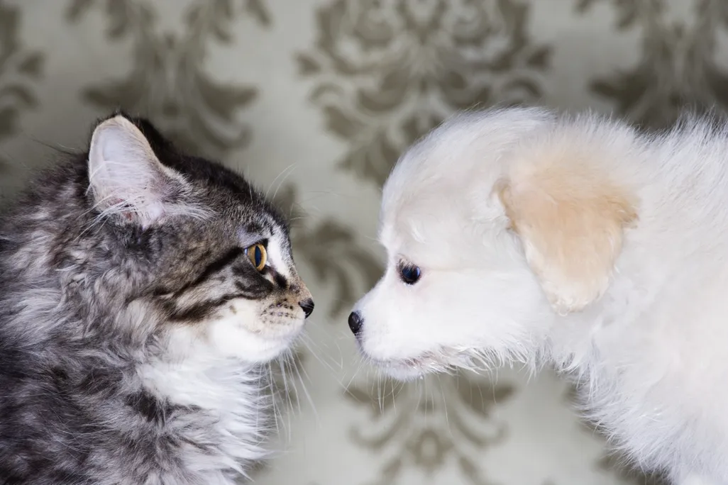 04_22_2014_catdog.jpg