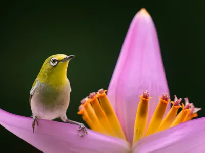 With a white frame around its eye and green feathers, this Swinhoe’s white-eye is easily camouflaged when flying from flower to flower.