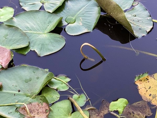 Love and lily pads thumbnail