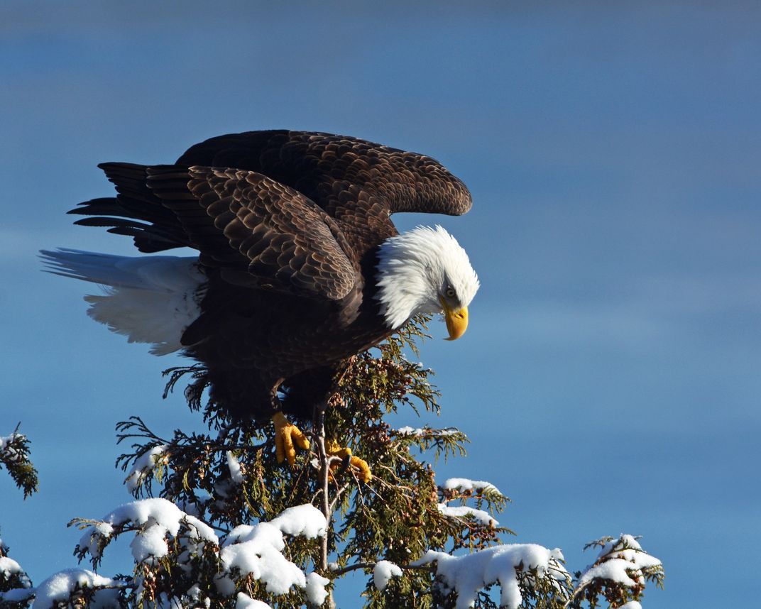 A bald eagle sitting on a tree