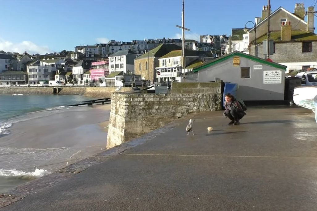 Gull Stare