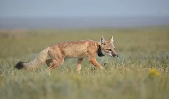 swift-fox.jpeg