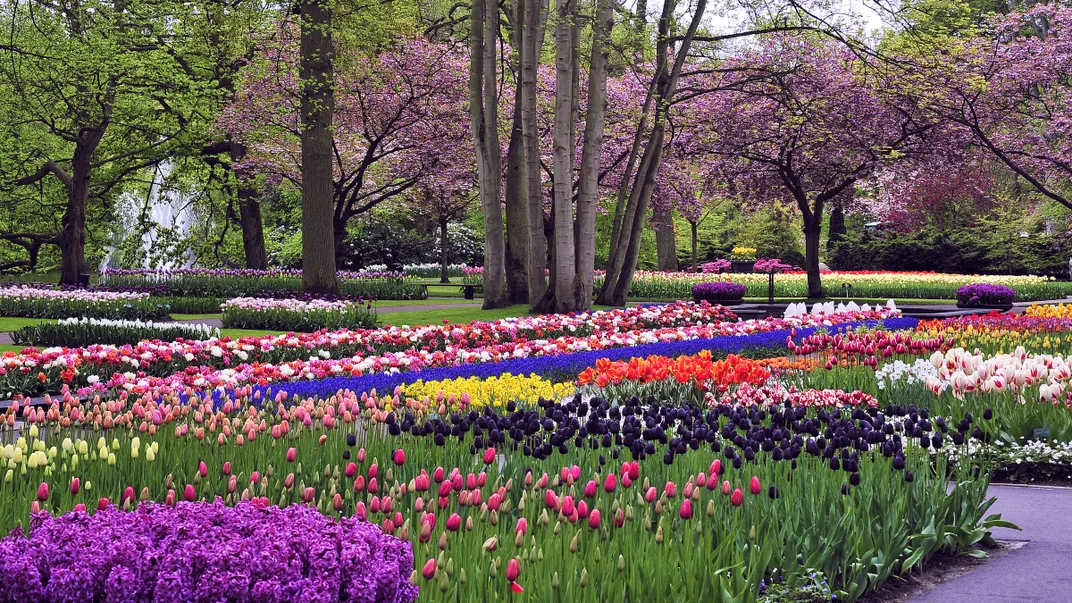Keukenhof Gardens.  Credit: Steve Greye