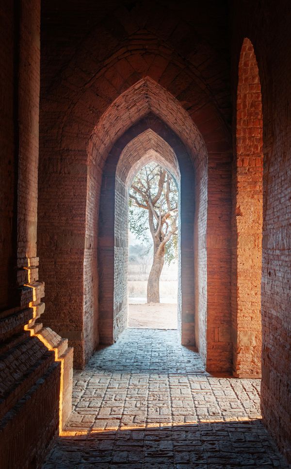 A tree outside the temple, Bagan thumbnail