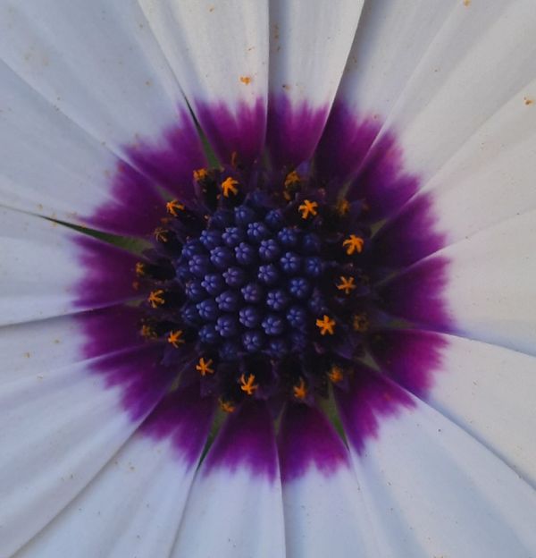 Floral Radiance - Close-up of Ostéospermum thumbnail