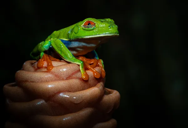 A Red-eyed Tree Frog exposes its eye's nictitating membrane thumbnail