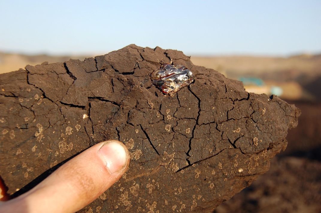 These Tiny Saber-Toothed Terrors Are Among the World's Oldest Ants