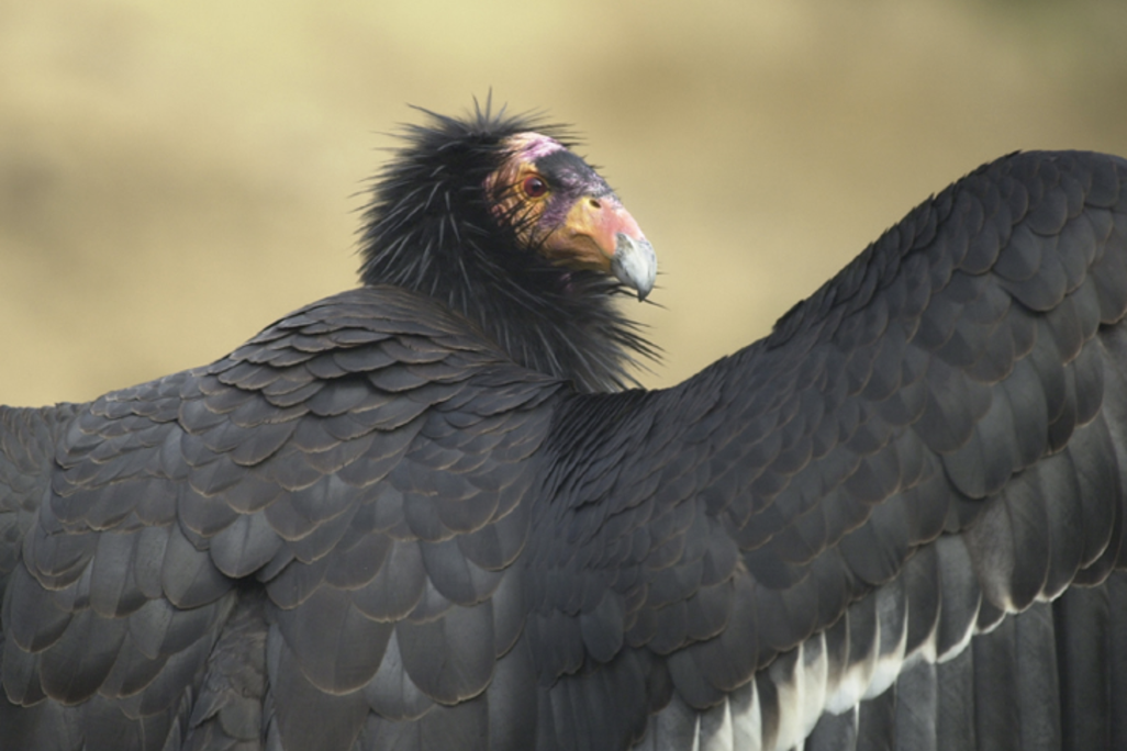A condor looks over its shoulder with outstretched wings