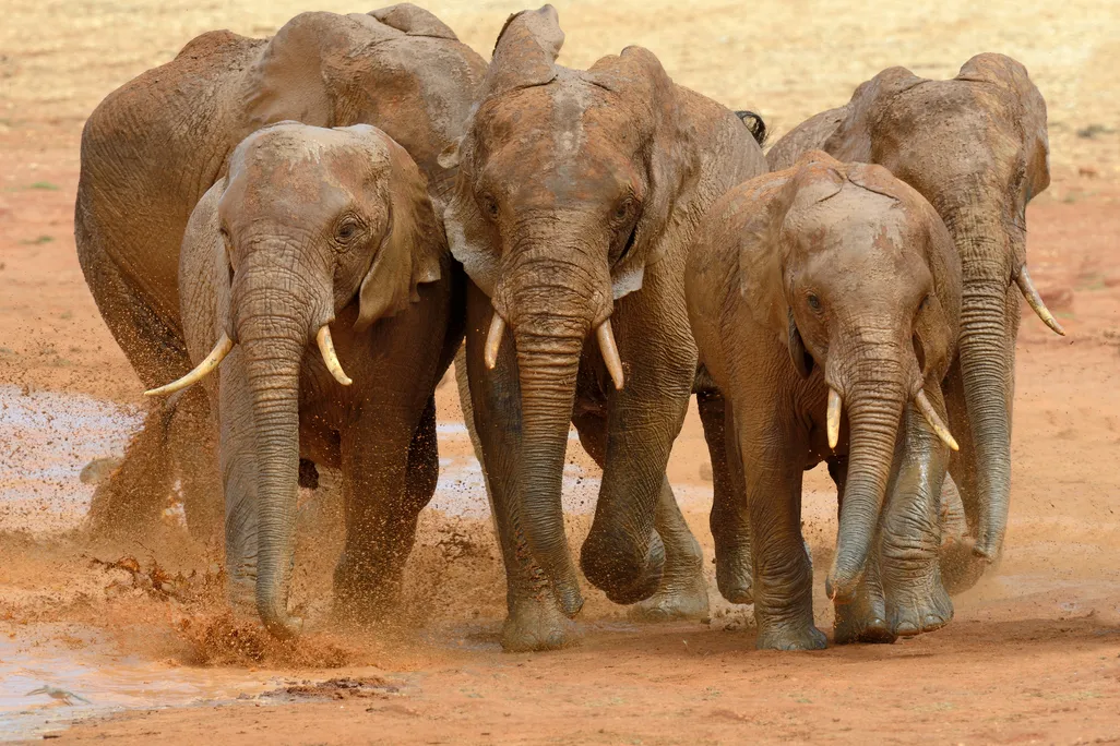 a group of elephants running