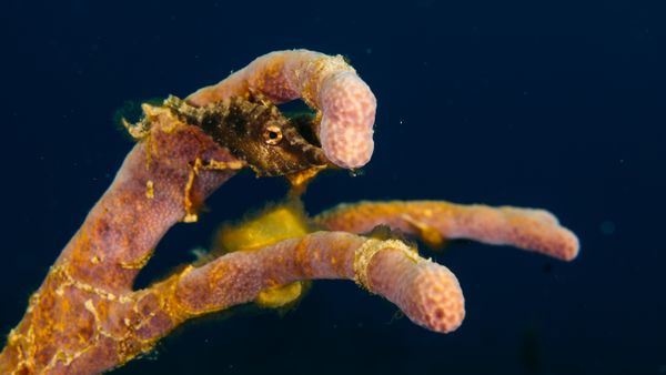 A filefish hiding in soft coral thumbnail
