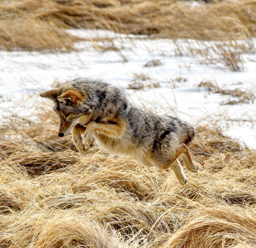 Pounce | Smithsonian Photo Contest | Smithsonian Magazine
