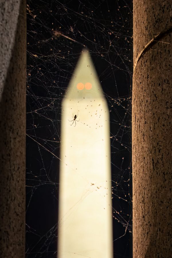Spider (not Man) Decides to Hang Out at the Washington Monument thumbnail