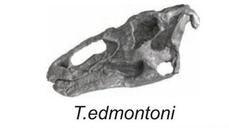 The skulls of Late Cretaceous hadrosaurs from western North America