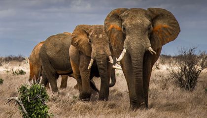 Inside the Effort to Prevent Conflict Between Humans and Elephants in Africa