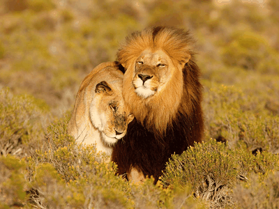 Lions spritzed with the hormone oxytocin stayed closer together.