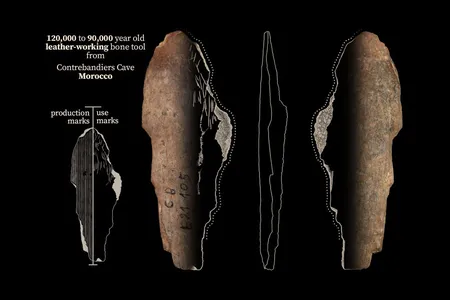 A bone tool from Contrebandiers Cave likely used for making clothes out of the skin of predators.