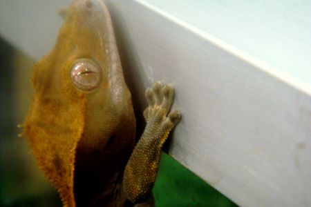 This picture shows a crested gecko, Rhacodactylus ciliatus, climbing up the vertical side of a terrarium