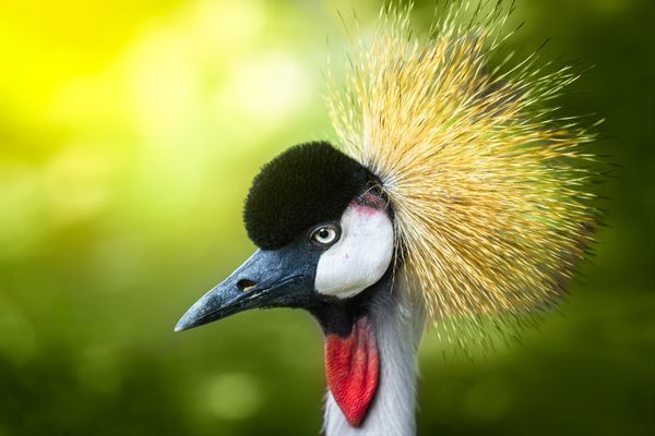 Portrait of crowned crane thumbnail