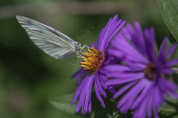 Butterfly Love thumbnail