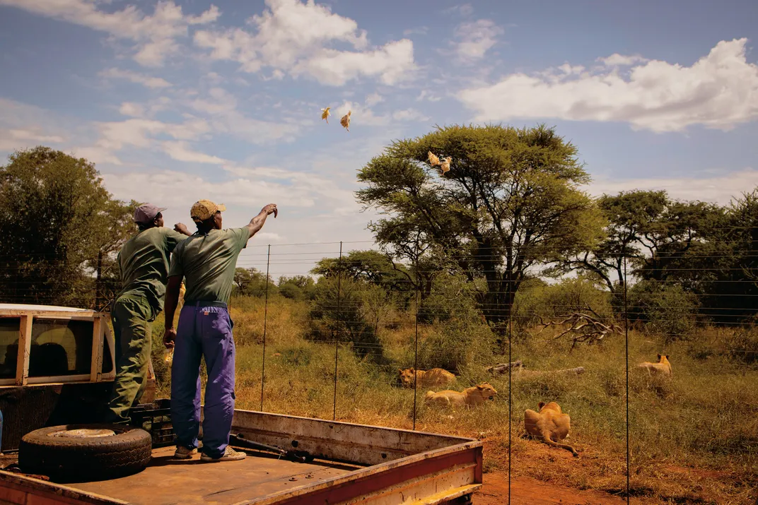 Kagiso Moeg and Sello Sebethlela throw meat into the lion enclosure at Jenobli Safaris, in North West province.