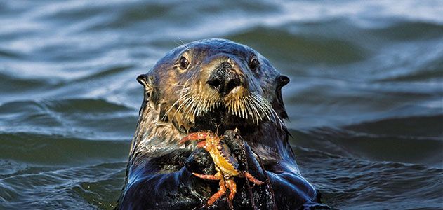 Sea otter feasting on crab