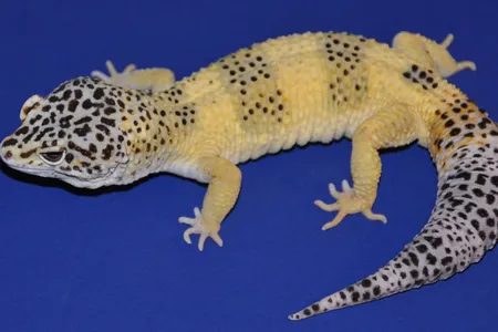 Out of the 900 baby lizards created by breeding Mr. Frosty (pictured above) with various other leopard geckos, 80 percent developed tumors before they were five years old. 
