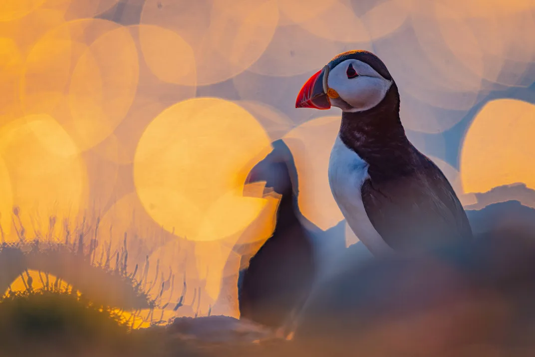a puffin looks to the left, with bright yellow spheres representing the sun's reflection in the background