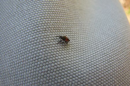 Lyme disease is caused by bacteria carried by deer ticks.