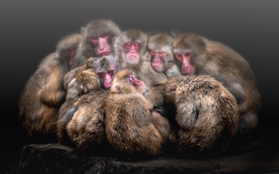 Sleeping Macaques Colour | Smithsonian Photo Contest | Smithsonian Magazine