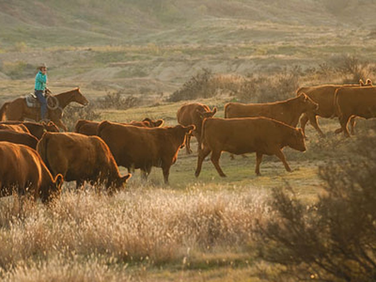 George West Texas Cattle Ranch Is The Four Sixes A Real Ranch?