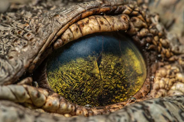Through a Croc's Eye thumbnail