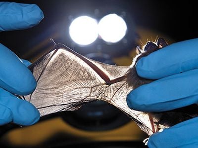 Researcher checking bat wings