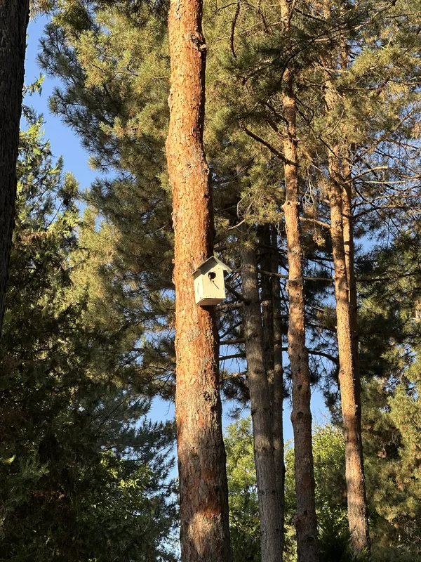 A Home in the Pines thumbnail