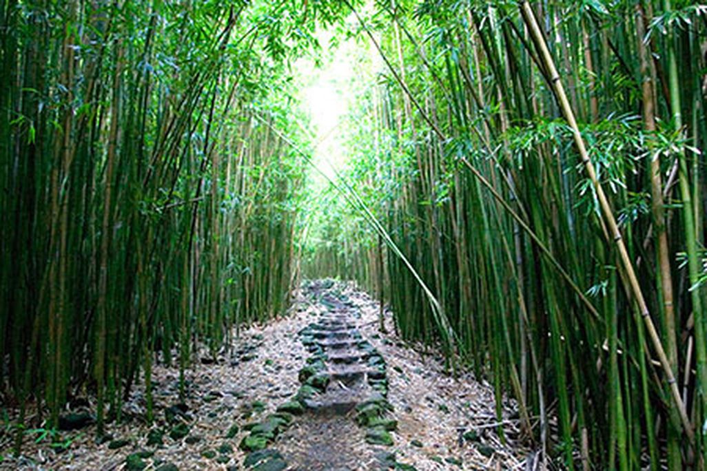 Bamboo forest