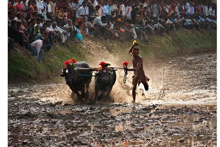 A Kambala, or buffalo race in Mangalore, India.