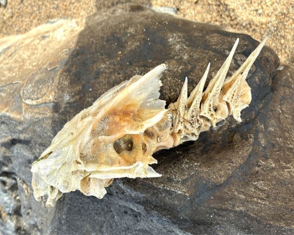 What Remains thumbnail