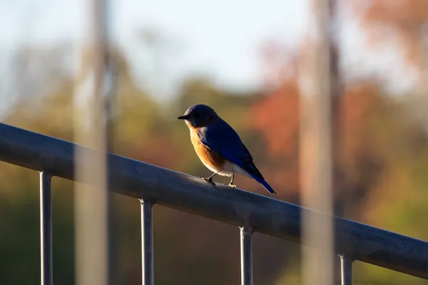 Eastern Bluebird on Autumn Morning in Neighborhood thumbnail