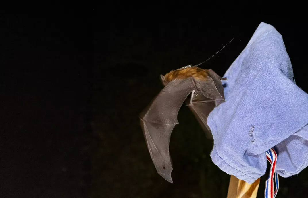 a tagged bat leaves from a towel in the dark