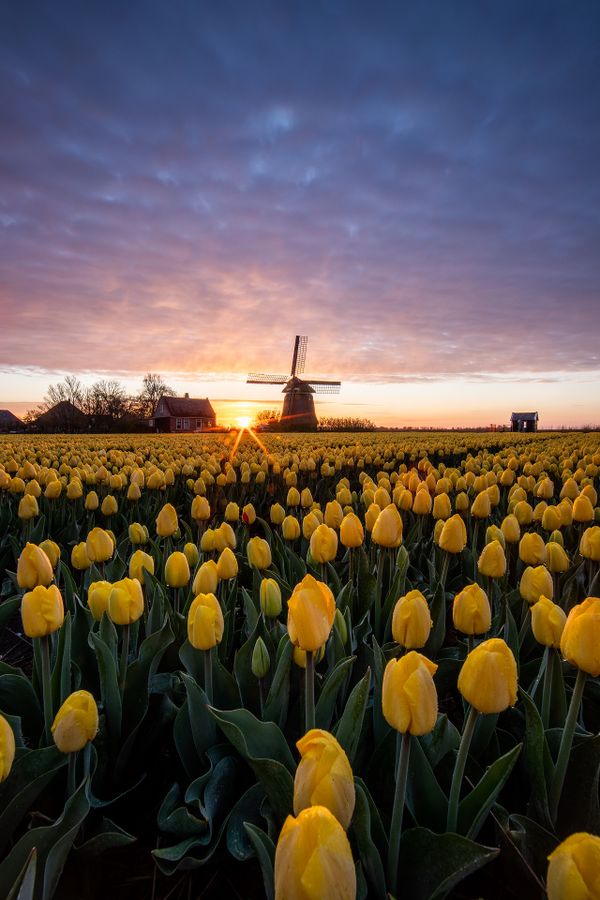 Tulips and the windmill thumbnail