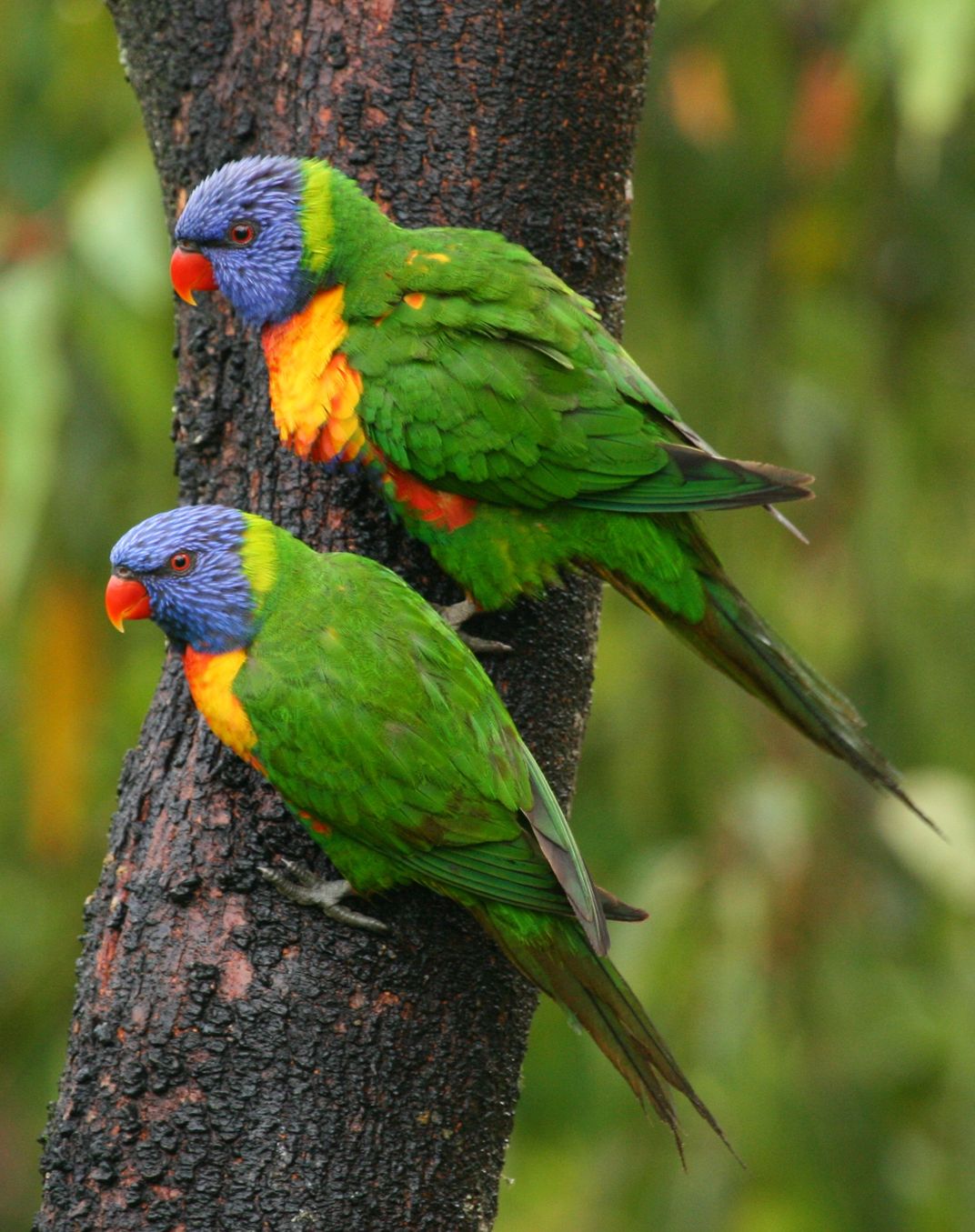 Rainbow Lorikeets | Smithsonian Photo Contest | Smithsonian Magazine