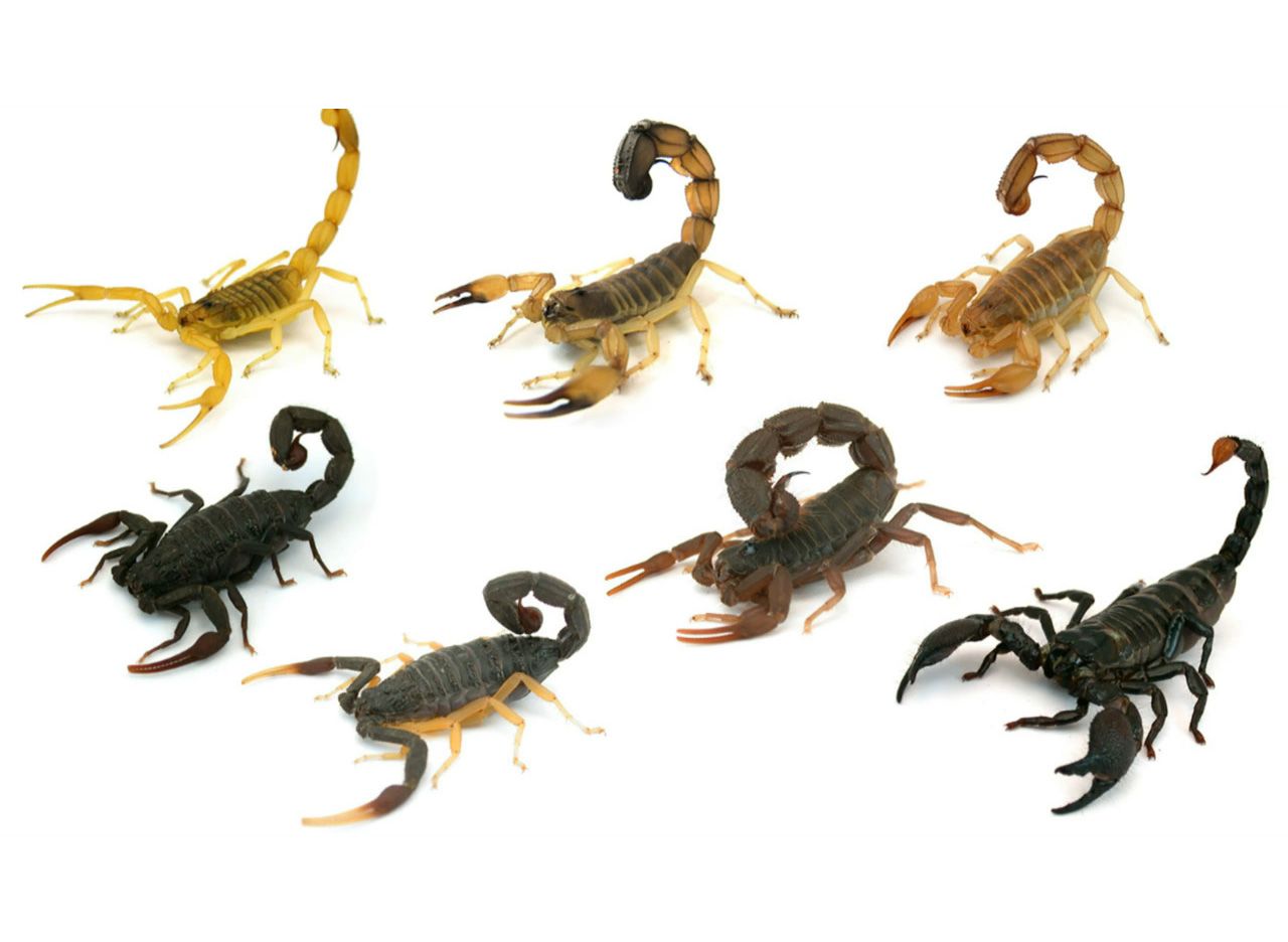Slo-Mo Footage Shows How Scorpions Strike